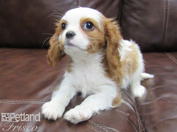 Cavalier King Charles Spaniel DOG Female Blenheim 25879 Petland Frisco, Texas