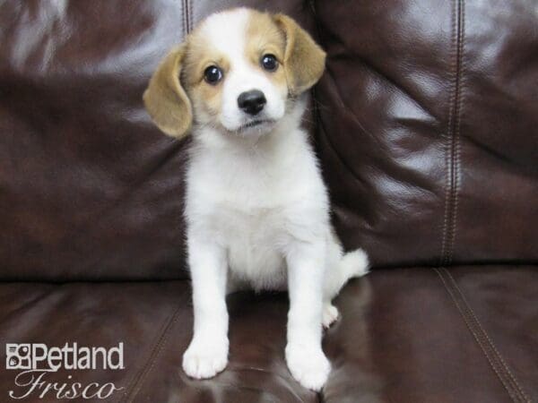 Pomeranian/German Spitz-DOG-Female-Cream-25878-Petland Frisco, Texas