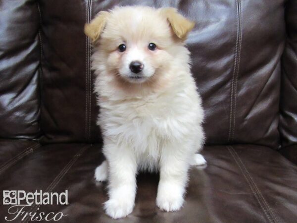 Pomeranian/German Spitz DOG Male Tri 25877 Petland Frisco, Texas