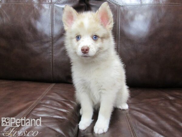 Pomsky-DOG-Male-Chocolate Merle-25874-Petland Frisco & Mckinney, Texas