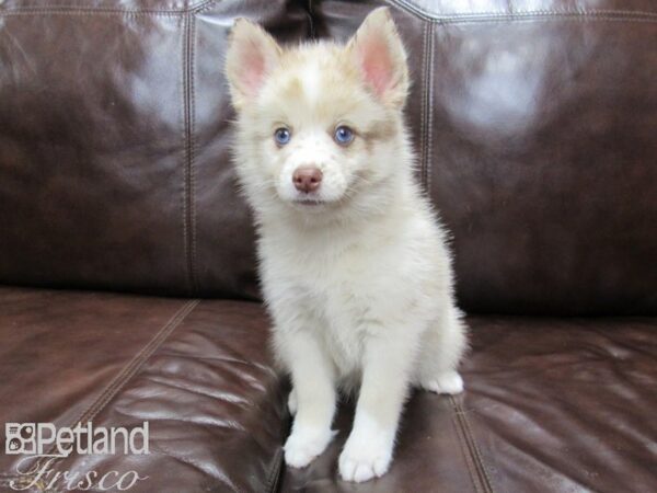 Pomsky DOG Male Chocolate Merle 25874 Petland Frisco, Texas