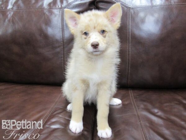 Pomsky DOG Female Chocolate Merle 25875 Petland Frisco, Texas