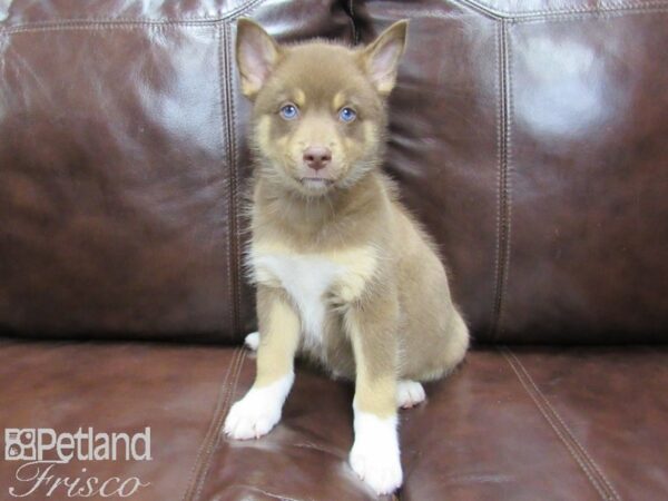 Pomsky DOG Male Chocolate Tan and White 25873 Petland Frisco, Texas