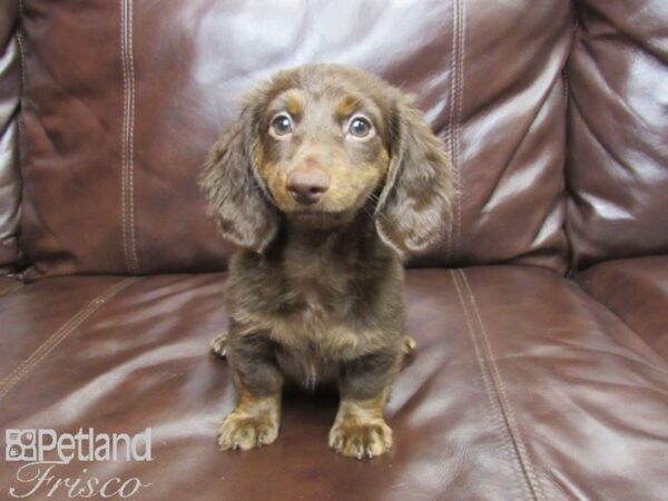 Miniature Dachshund-DOG-Female-Choc & Tan-25921-Petland Frisco & Mckinney, Texas