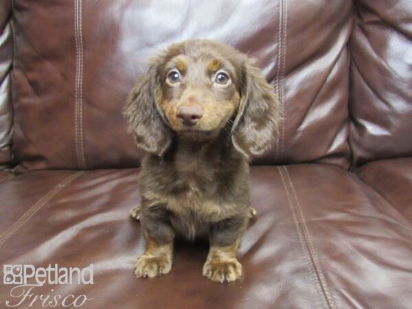 Miniature Dachshund DOG Female Choc & Tan 25921 Petland Frisco, Texas