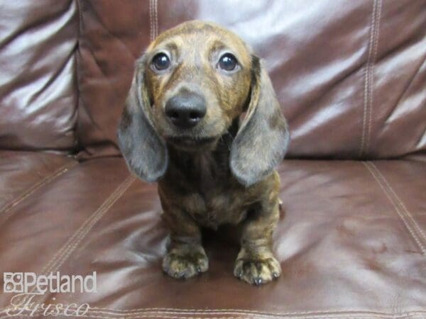 Miniature Dachshund DOG Male Brindle 25920 Petland Frisco, Texas