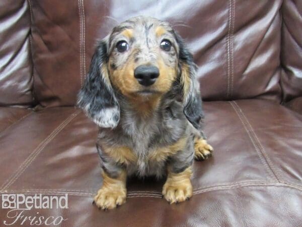 Miniature Dachshund-DOG-Female-Dapple-25919-Petland Frisco, Texas
