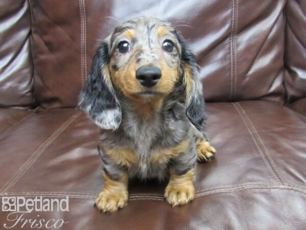 Miniature Dachshund-DOG-Female-Dapple-25919-Petland Frisco & Mckinney, Texas