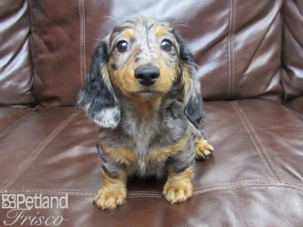 Miniature Dachshund DOG Female Dapple 25919 Petland Frisco, Texas