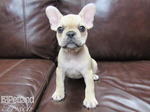 French Bulldog DOG Female Cream 25918 Petland Frisco, Texas