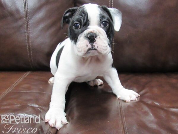 English Bulldog DOG Male Black and White 25917 Petland Frisco, Texas