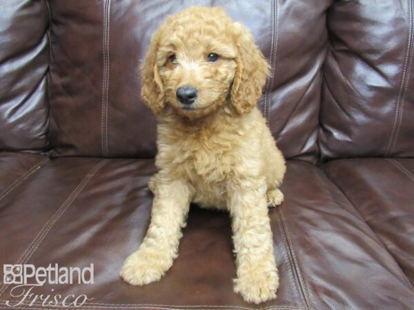 F1B Mini Goldendoodle DOG Male Red 25916 Petland Frisco, Texas