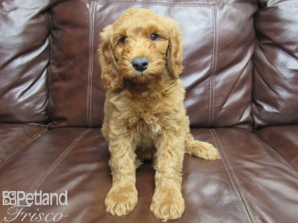 F1B Mini Goldendoodle DOG Male Red 25915 Petland Frisco, Texas