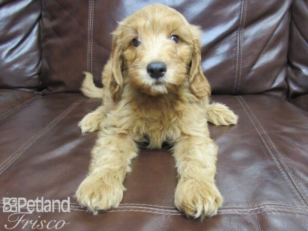 F1B Mini Goldendoodle-DOG-Male-Red-25914-Petland Frisco & Mckinney, Texas