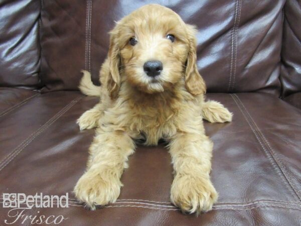 F1B Mini Goldendoodle DOG Male Red 25914 Petland Frisco, Texas