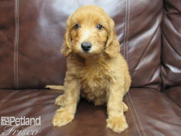 F1B Mini Goldendoodle-DOG-Female-Red-25913-Petland Frisco, Texas