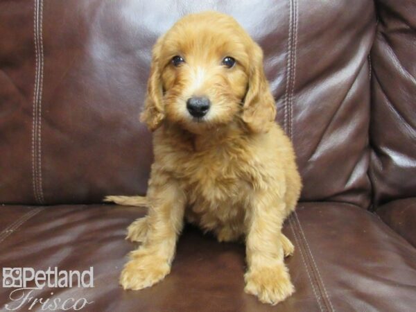 F1B Mini Goldendoodle DOG Female Red 25913 Petland Frisco, Texas