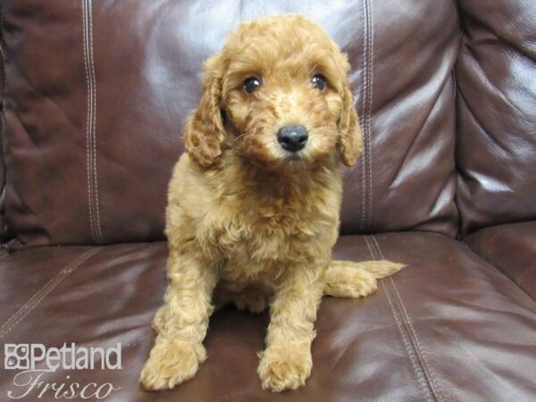 F1B Mini Goldendoodle DOG Female Red 25912 Petland Frisco, Texas