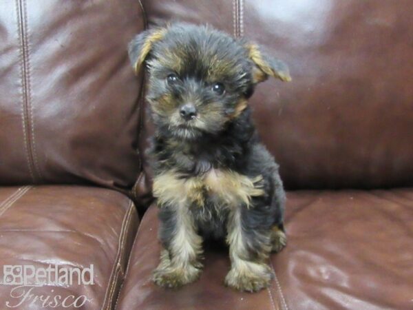 Yorkshire Terrier-DOG-Male-Blk & Tan-25906-Petland Frisco & Mckinney, Texas