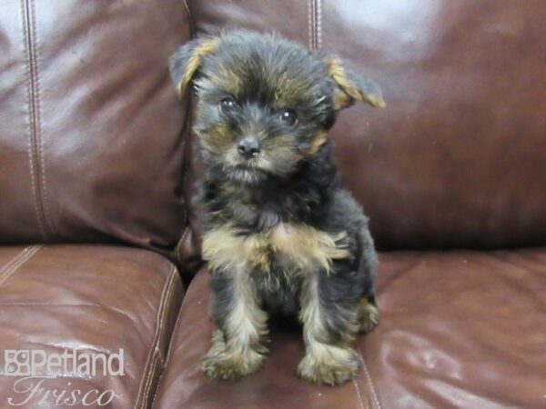 Yorkshire Terrier-DOG-Male-Blk & Tan-25906-Petland Frisco, Texas