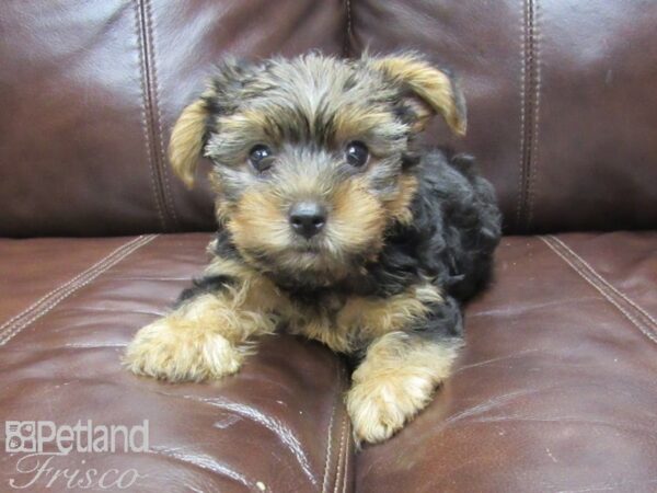 Yorkshire Terrier-DOG-Male-Blk & Gold-25905-Petland Frisco & Mckinney, Texas