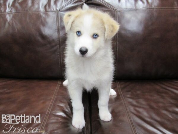 Pomsky DOG Male Grey & Wht 25903 Petland Frisco, Texas