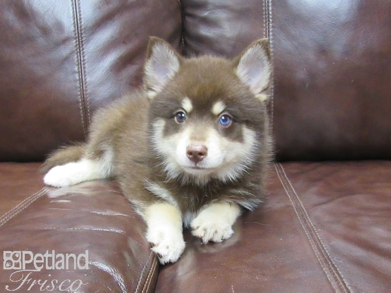 Pomsky Puppy Choc Tri ID:25901 Located at Petland Frisco & Mckinney, Texas
