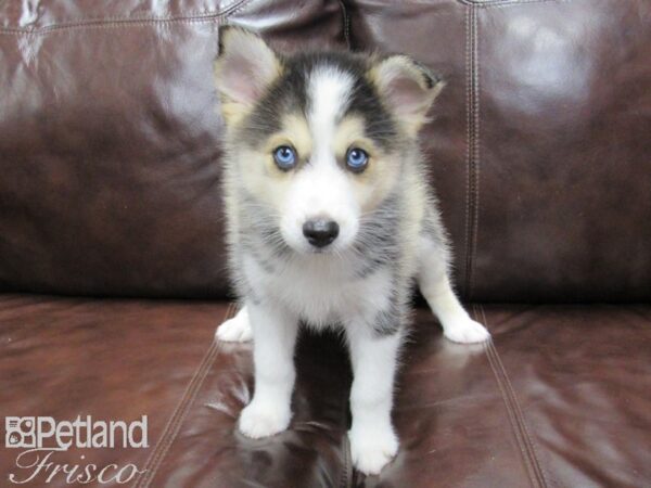 Pomsky DOG Male Blk & Wht 25900 Petland Frisco, Texas