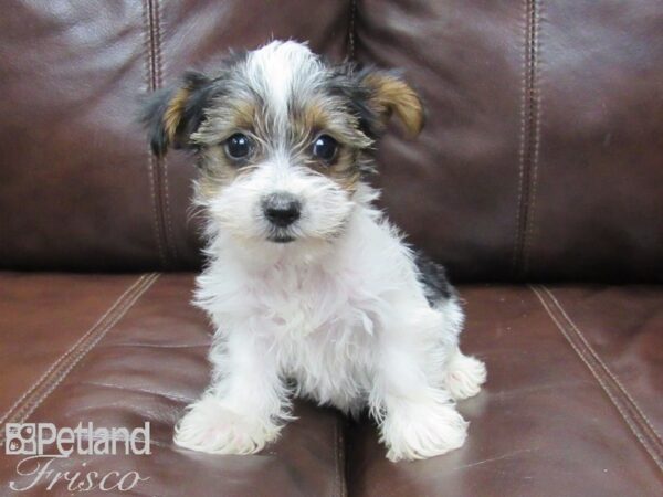 Yorkshire Terrier-DOG-Male-Blk & Wht-25898-Petland Frisco, Texas