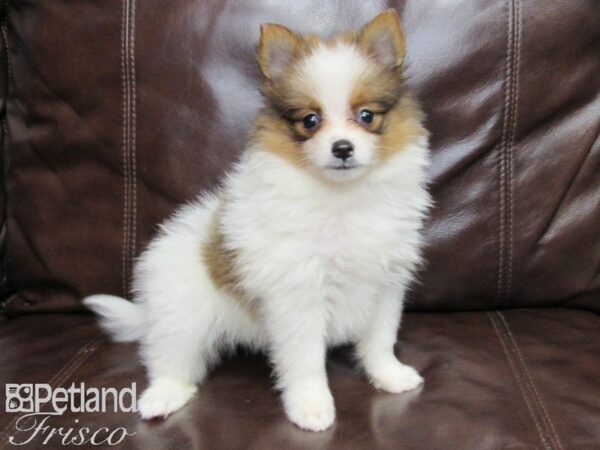 Pomeranian DOG Male tri color 26005 Petland Frisco, Texas