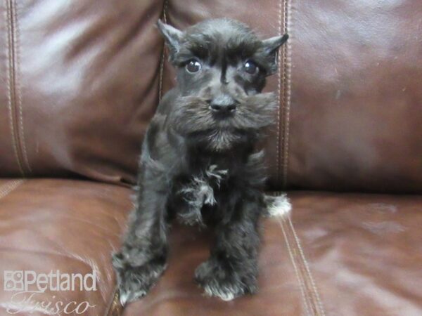 Miniature Schnauzer-DOG-Male-BLK-26004-Petland Frisco & Mckinney, Texas