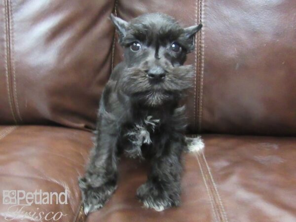 Miniature Schnauzer-DOG-Male-BLK-26004-Petland Frisco, Texas