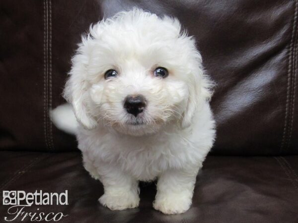 Bichon Frise DOG Male WH 26002 Petland Frisco, Texas