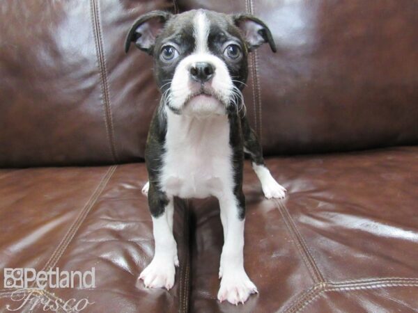 Boston Terrier DOG Male BLK WHITE 26001 Petland Frisco, Texas