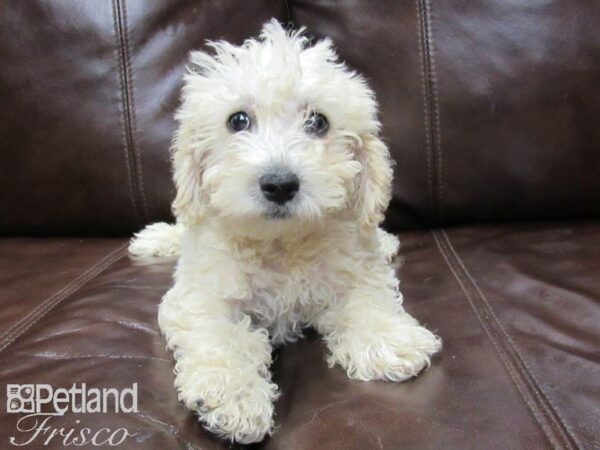 Westie Poo DOG Male WHITE 26000 Petland Frisco, Texas