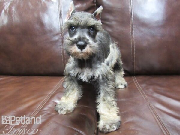 Mini Schnauzer-DOG-Male-SALT PEPPER-25998-Petland Frisco & Mckinney, Texas