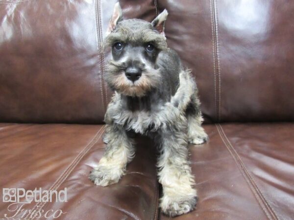 Mini Schnauzer DOG Male SALT PEPPER 25998 Petland Frisco, Texas