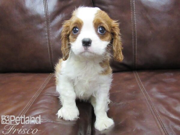 Cavalier King Charles Spaniel-DOG-Female-BLENHEIM-25995-Petland Frisco & Mckinney, Texas