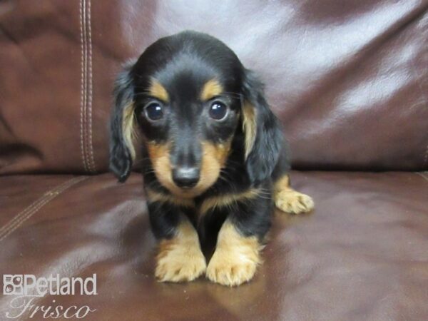 Dachshund-DOG-Female-BLK TAN-25994-Petland Frisco, Texas