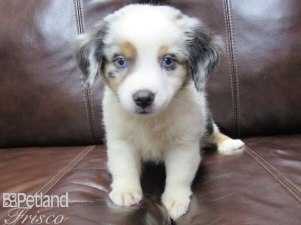 Mini Aussie DOG Male BLUE MERLE 25993 Petland Frisco, Texas