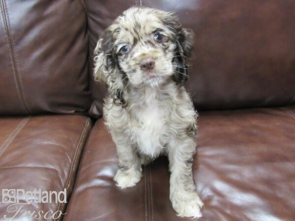 Cocker Spaniel DOG Female CHOC MERLE 25992 Petland Frisco, Texas