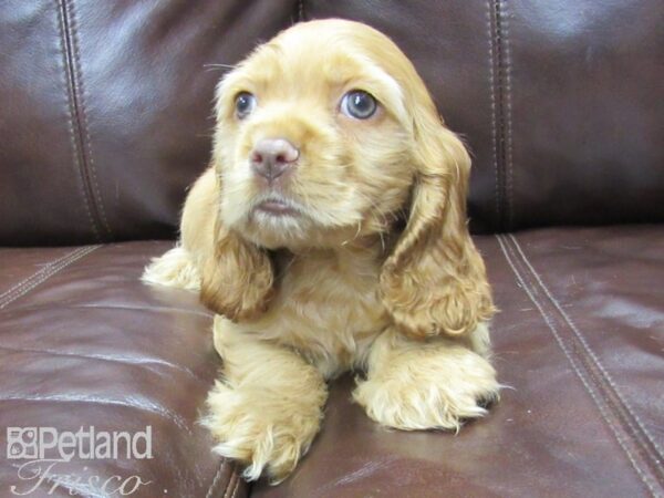 Cocker Spaniel-DOG-Male-RED-25991-Petland Frisco & Mckinney, Texas