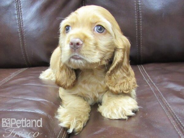 Cocker Spaniel DOG Male RED 25991 Petland Frisco, Texas