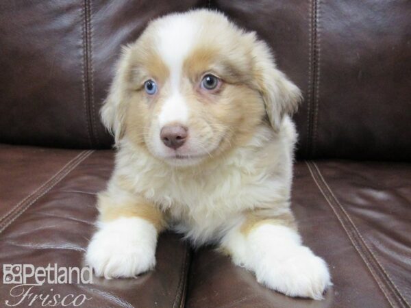 Miniature Australian Shepherd-DOG-Male-RED MERLE-25990-Petland Frisco & Mckinney, Texas