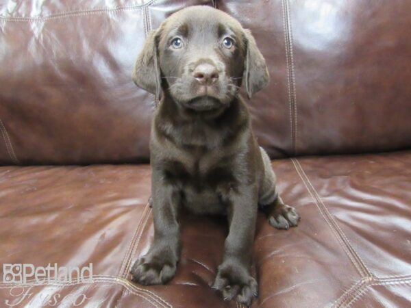 Labrador Retriever DOG Male Chocolate 25989 Petland Frisco, Texas