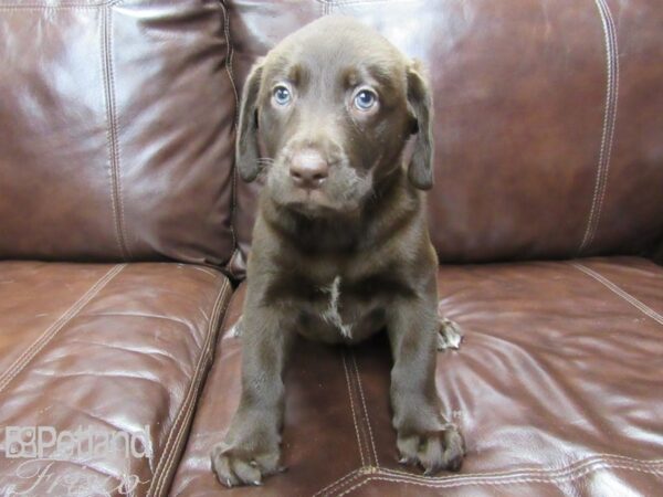 Labrador Retriever DOG Female Chocolate 25988 Petland Frisco, Texas