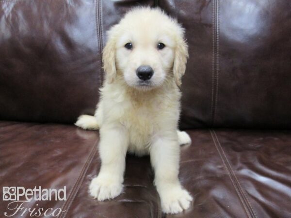 Golden Retriever-DOG-Male-Golden-25987-Petland Frisco & Mckinney, Texas