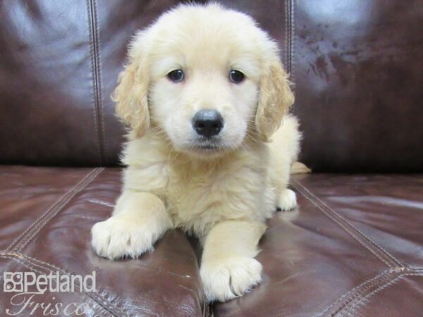 Golden Retriever-DOG-Male-Golden-25986-Petland Frisco & Mckinney, Texas
