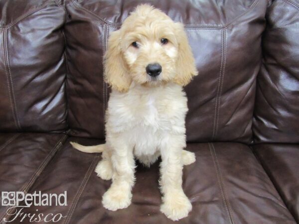 Goldendoodle DOG Male Golden 25985 Petland Frisco, Texas