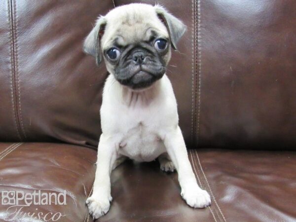 Pug-DOG-Female-Fawn-25980-Petland Frisco & Mckinney, Texas